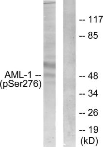 Antibody anti-AML1 phospho SER276 100 µg