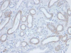 Immunohistochemical analysis of formalin-fixed, paraffin-embedded human kidney tissue labelling endogenous biotin using Anti-Biotin Antibody [BTN/36]