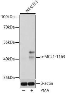 Western blot analysis of extracts of NIH/3T3 cells, using Anti-MCL1 (phospho Thr163) Antibody (A308254) at 1:1,000 dilution