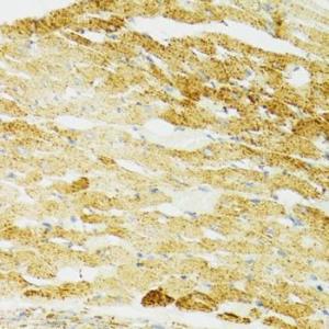 Immunohistochemistry analysis of paraffin-embedded mouse heart using Anti-Grp75/MOT Antibody (A12650) at a dilution of 1:100 (40X lens). Perform microwave antigen retrieval with 10 mM PBS buffer pH 7.2 before commencing with IHC staining protocol