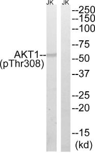 Antibody A94094-100