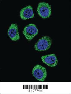 Anti-PCDHB3 Rabbit Polyclonal Antibody