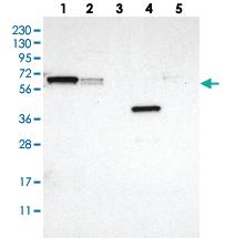 Anti-GDF5 Rabbit Polyclonal Antibody