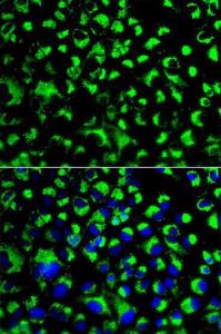 Immunofluorescence analysis of U2OS cells using Anti-Grp75/MOT Antibody (A12650). DAPI was used to stain the cell nuclei (blue)