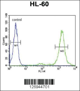 Anti-LMA1L Rabbit Polyclonal Antibody