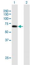 Anti-PPIL2 Mouse Polyclonal Antibody