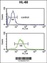 Anti-PTGIR Rabbit Polyclonal Antibody