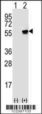 Anti-VRK1 Rabbit Polyclonal Antibody (FITC (Fluorescein))