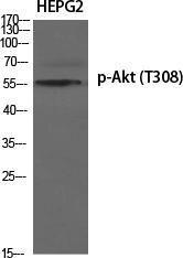 Antibody A94094-100