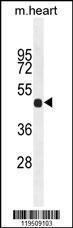 Anti-FGL2 Rabbit Polyclonal Antibody (AP (Alkaline Phosphatase))