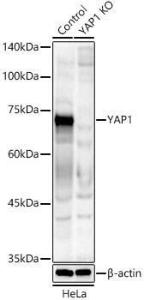 Western blot analysis of extracts from normal (control) and YAP1 knockout (KO) HeLa cells, using Anti-YAP1 Antibody (A308257) at 1:500 dilution. The secondary antibody was Goat Anti-Rabbit IgG H&L Antibody (HRP) at 1:10,000 dilution.