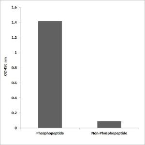 ELISA for immunogen phosphopeptide (left) and non-phosphopeptide (right) using Anti-AKT1 (phospho Thr308) Antibody