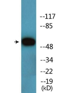 Western blot analysis of lysates from Jurkat cells treated with EGF 200ng/ml 5' using Anti-AKT1 (phospho Thr308) Antibody