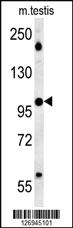 Anti-WDR11 Rabbit Polyclonal Antibody