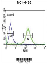 Anti-XPA Rabbit Polyclonal Antibody