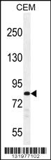 Anti-PCDHB3 Rabbit Polyclonal Antibody