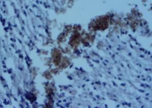 Anti-CD4 Rabbit Polyclonal Antibody