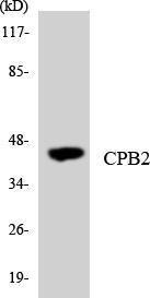 Western blot analysis of the lysates from K562 cells using Anti-CPB2 Antibody