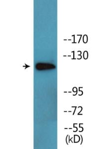 Anti-c Abl Rabbit Polyclonal Antibody