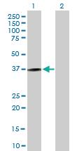 Anti-KLRC1 Mouse Polyclonal Antibody