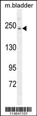 Anti-SFTPC Rabbit Polyclonal Antibody