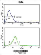 Anti-CYP7B1 Rabbit Polyclonal Antibody