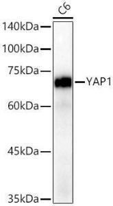 Western blot analysis of extracts of C6 cells, using Anti-YAP1 Antibody [ARC53477] (A308258) at 1:4000 dilution