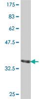 Anti-LDHAL6B Mouse Polyclonal Antibody