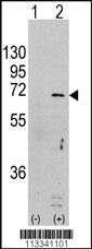 Anti-PRKAA1 Rabbit Polyclonal Antibody