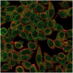 Immunofluorescent analysis of PFA-fixed HeLa cells stained with Anti-IRF3 Antibody [PCRP-IRF3-3B2] followed by Goat Anti-Mouse IgG (CF&#174; 488) (Green). CF&#174; 640A Phalloidin (Red).