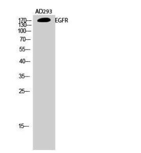 Western blot analysis of AD293 cells using Anti-EGFR Antibody