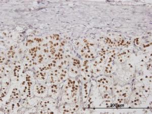 Anti-NPM2 Mouse Polyclonal Antibody