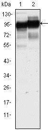 Anti-TRPM8 Rabbit Polyclonal Antibody