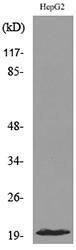 Western blot analysis of lysate from HepG2 cells using Anti-DUSP3 Antibody