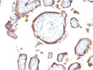 Immunohistochemical analysis of formalin-fixed, paraffin-embedded human placenta using Anti-EGFR Antibody [GFR1195]