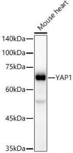 Western blot analysis of extracts of Mouse heart, using Anti-YAP1 Antibody [ARC53477] (A308258) at 1:4000 dilution