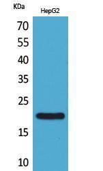 Western blot analysis of HepG2 cells using Anti-DUSP3 Antibody