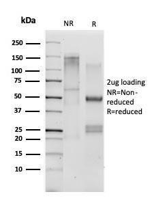 Anti-CD33 antibody