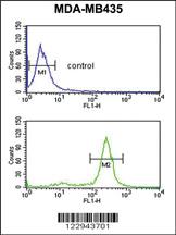 Anti-PRKAA1 Rabbit Polyclonal Antibody