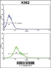 Anti-CYP8B1 Rabbit Polyclonal Antibody