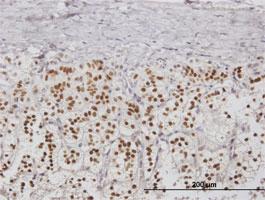 Anti-NPM2 Mouse Polyclonal Antibody