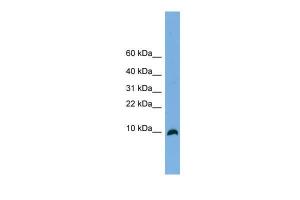 Anti-C18orf56 Rabbit Polyclonal Antibody