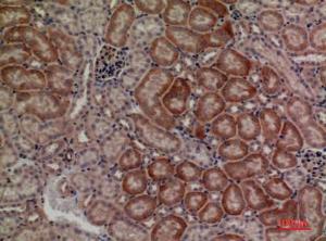 Immunohistochemical analysis of paraffin-embedded mouse kidney using Anti-DUSP3 Antibody