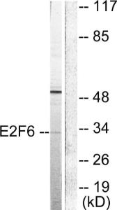 Anti-E2F6 Rabbit Polyclonal Antibody