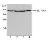 Anti-VCP Mouse Monoclonal Antibody [clone: 4G9]