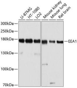 Western blot analysis of extracts of various cell lines, using Anti-EEA1 Antibody (A12659) at 1:1,000 dilution. The secondary antibody was Goat Anti-Rabbit IgG H&L Antibody (HRP) at 1:10,000 dilution.