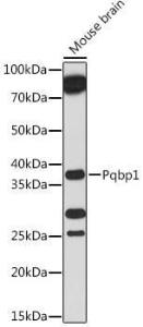 Western blot analysis of extracts of Mouse brain, using Anti-Pqbp1 Antibody (A305711) at 1:1000 dilution. The secondary Antibody was Goat Anti-Rabbit IgG H&L Antibody (HRP) at 1:10000 dilution.