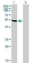 Anti-KNG1 Mouse Polyclonal Antibody