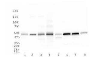 Anti-CD4 Rabbit Polyclonal Antibody