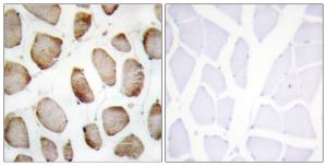 Anti-DUS2L Rabbit Polyclonal Antibody